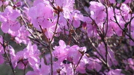 Wall Mural - Closeup macro video of Rhododendron flowers in Altai mountains in spring season.