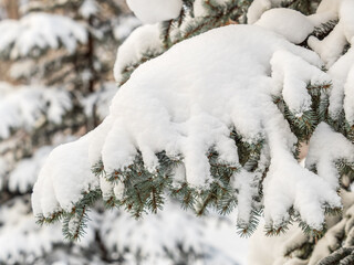 Wall Mural - Green fir branches in winter covered with snow