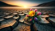 A detailed, close or medium shot capturing a singular, vibrant flower growing in the middle of parched, cracked earth.