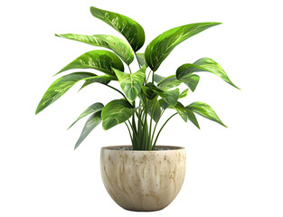 Potted plants, green plants transparent pictures