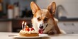 A Corgi dog staring at a birthday cake with brightly burning candles, ready to celebrate a special occasion