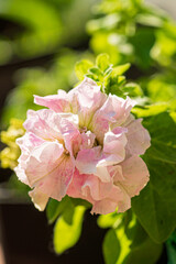 Sticker - pink petunia flowers in the garden