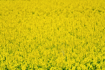 Wall Mural - Yellow fields of rapeseed colza (Brassica napus var. oleifera), canola flowers on southern plains, former steppe