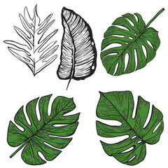 Leinwandbilder - Exotic palm leaves. Vector leaves, set of different options.