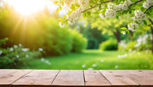 Empty Wooden Table With A Background Of A Garden With Blooming White Flowers On Branches, Green Leaves, And Sun Rays Coming Through The Foliage 