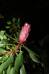 Wall Mural - Protea cynaroides is a striking and iconic species of protea with large, bowl-shaped flower heads that can measure up to 12 inches (30 cm) in diameter. |帝王花