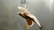 A Large Brown Eagle With Its Wings Spread Out. The Image Has A Mood Of Freedom And Power 4K Motion