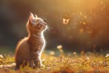 Fototapeta Koty - Adorable kitten gazing at a butterfly on a sunny field with warm light