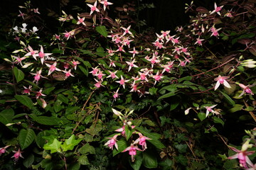 Wall Mural - Pink fuchsias produce elegant, bell-shaped flowers with four sepals and four petals. The flowers typically hang in clusters or pairs from the stems, creating a charming display.