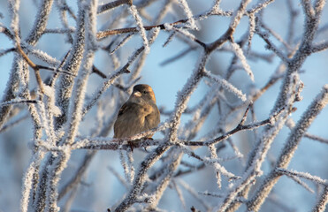 Canvas Print - Sparrows on snowy tree branches in winter