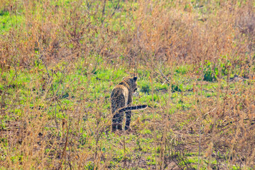 Poster - African leopard (Panthera pardus pardus) walking in grass in Serengeti National park, Tanzania