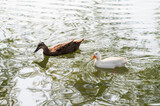 Fototapeta Zwierzęta - Two ducks swimming on the water