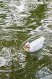 Fototapeta Zwierzęta - Duck swimming on the water