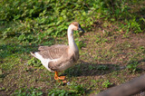 Fototapeta Zwierzęta - The Geese in the grass