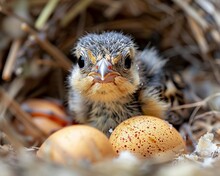 Vibrant Shot Of A Finch Chick Fully Hatched Beginning To Dry And Fluff Its Feathers Surrounded By The Remnants Of Its Egg In The Warm Nest
