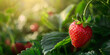 Close up of single ripe strawberry fruit growing on bush with bokeh lights in background