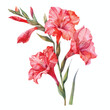 Watercolor Gladiolus Clipart  isolated on white background 