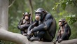 A Dominant Alpha Male Chimpanzee Keeping A Watchfu Upscaled 66