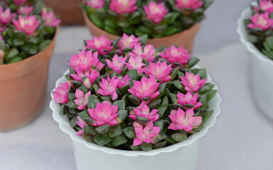 Poster - Close-up of Anacampseros rufescens and pink flowers in a white-potted, small succulent plant blooming in natural light. Ornamental plants for decorating in room decor.