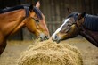 two horses playfully nibbling at the same hay bale