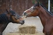 two horses playfully nibbling at the same hay bale
