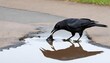 A Crow With Its Beak Dipping Into A Puddle Drinki