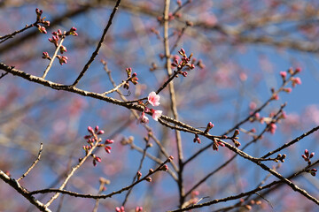 Wall Mural - Phaya suae flower or sakura flower in Thailand