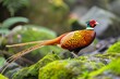 golden pheasant captured in a dynamic pose on mossy rocks