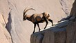 An Ibex Perched On A Narrow Ledge Defying Gravity