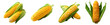 Corn on the cob set PNG. Set of corns PNG. corn on the cob PNG. Corn vegetable top view isolated. Corn flat lay PNG. Organic vegetable