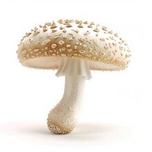 Beautiful Fresh Porcini Mushrooms On White Background Isolated Season Healthy Food