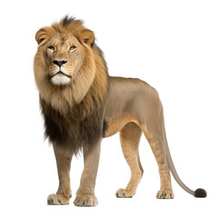 Wall Mural - lion looking isolated on white