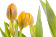Tulpen Blumen Frühling