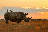 Fototapeta Desenie - rhino with oxpeckers on back at sunset