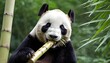 A Giant Panda Munching On A Bamboo Shoot