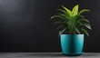 a potted plant on a black background. copy space