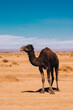 Wild camels on a sahara desert sand and blue sky. Africa