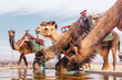 Caravan camels drinking water in an oasis in Sahara desert Morocco