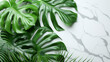A close up of a leafy green plant with a white background