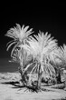 Infrared black and white photography of palm trees on Sahara desert close to Foumz Guid in Morocco. 850 nm filter