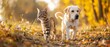 An adorable striped cat and a cheerful dog stroll in a sunny spring field