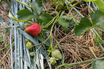 Wall Mural - Strawberry bush with ripe and unripe berries.