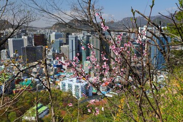 Wall Mural - Seoul city spring peach blossoms