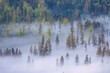 Forest landscape in morning fog