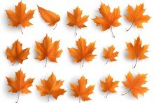 Set Of Autumn Orange Maple Leaves On A White Background. 