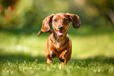 Fototapeta Góry - Small Brown Dog Running Across Lush Green Field