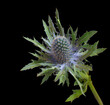 A close up Eryngos Thistle plant with a blue centre against a stark black background