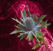 A close up Eryngos Thistle head set against a swirling art red smoke background