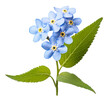 forget me not flower isolated on transparent background