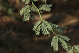 Fototapeta  - Prosopis tree leaves closeup. Nature background.
